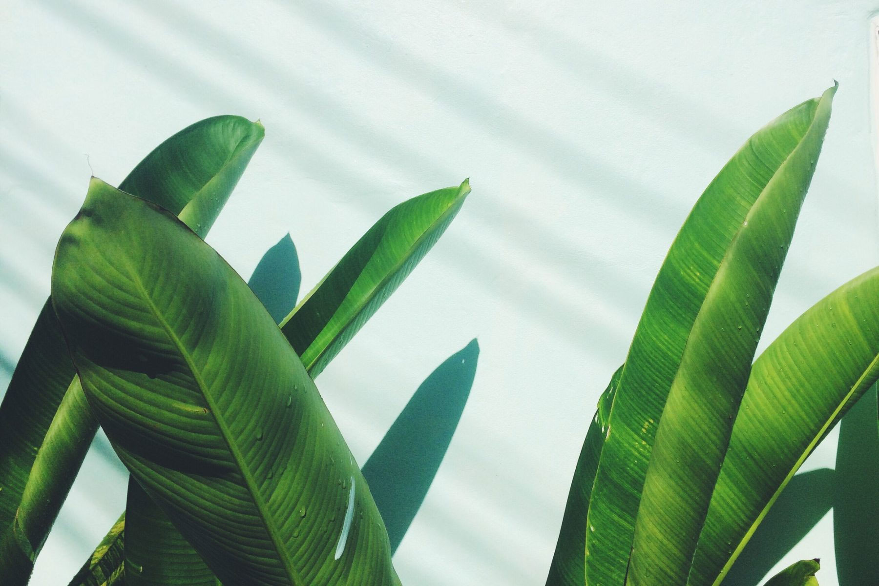 green-plants-minimal-background-e1631869791167